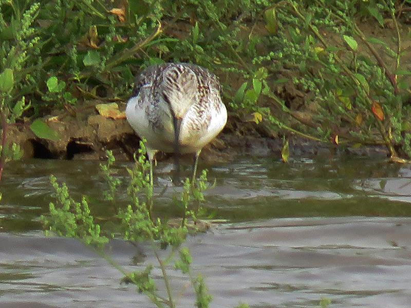 Piro piro ?  No, Pantana (Tringa nebularia)